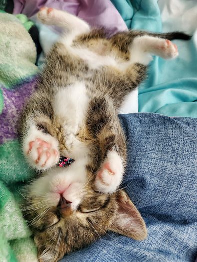 anchor kitten