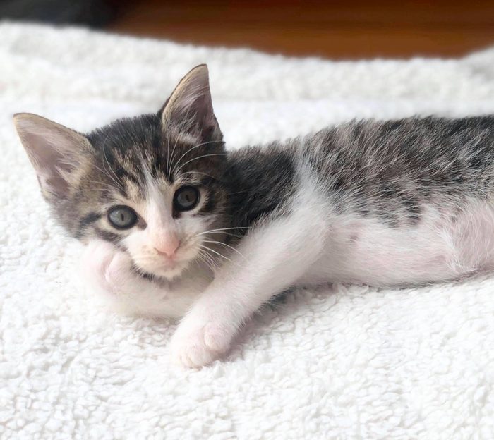 cat