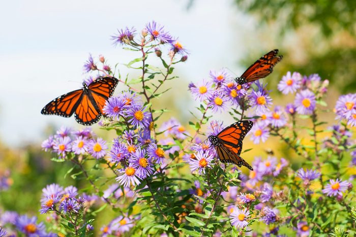 Field Of Wildflowers and Monarchs