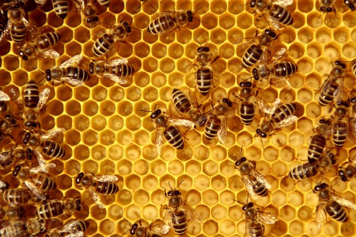 bees
