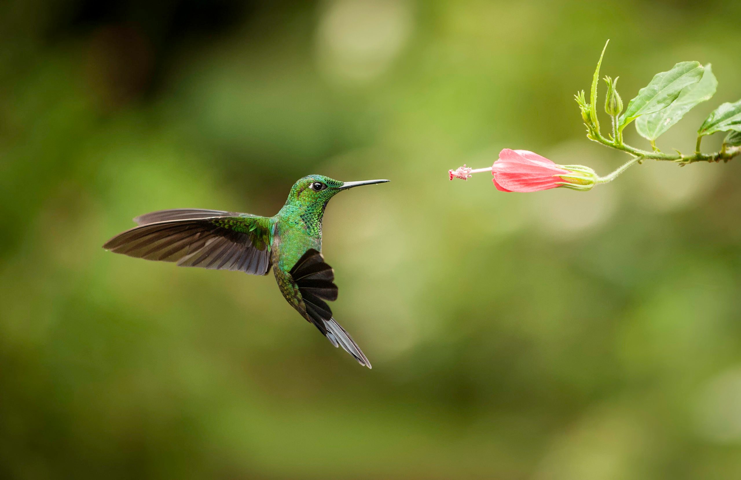 Striped-tailed Hummingbird