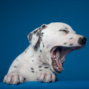 Dalmatian puppy yawning against a vibrant blue background.