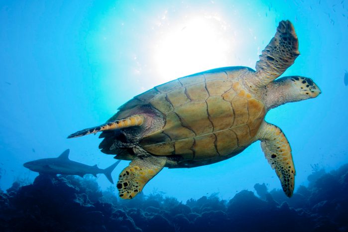 Green sea turtle and reef shark