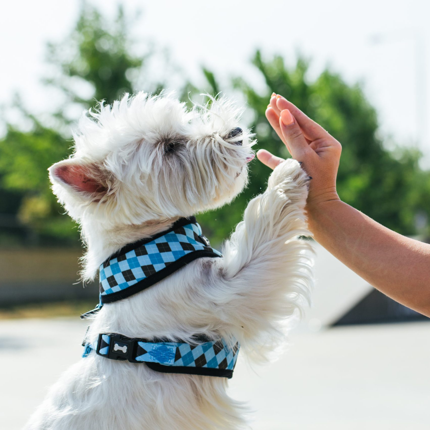 13 Best Dog Harnesses for Every Kind of Dog