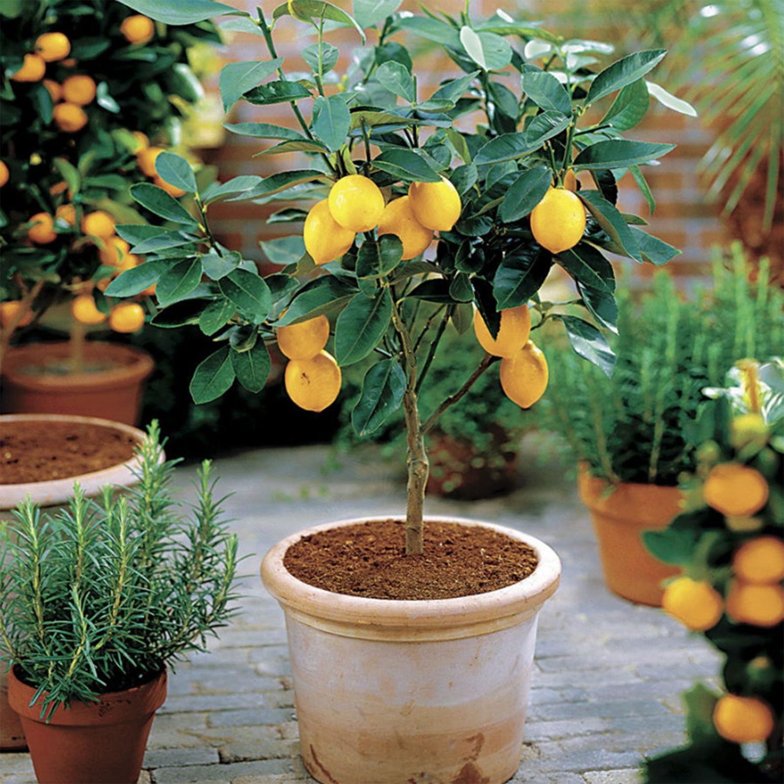 Lemontree