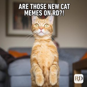 Cat stands alert on hind legs; room with sofa and wall art. Text: 
