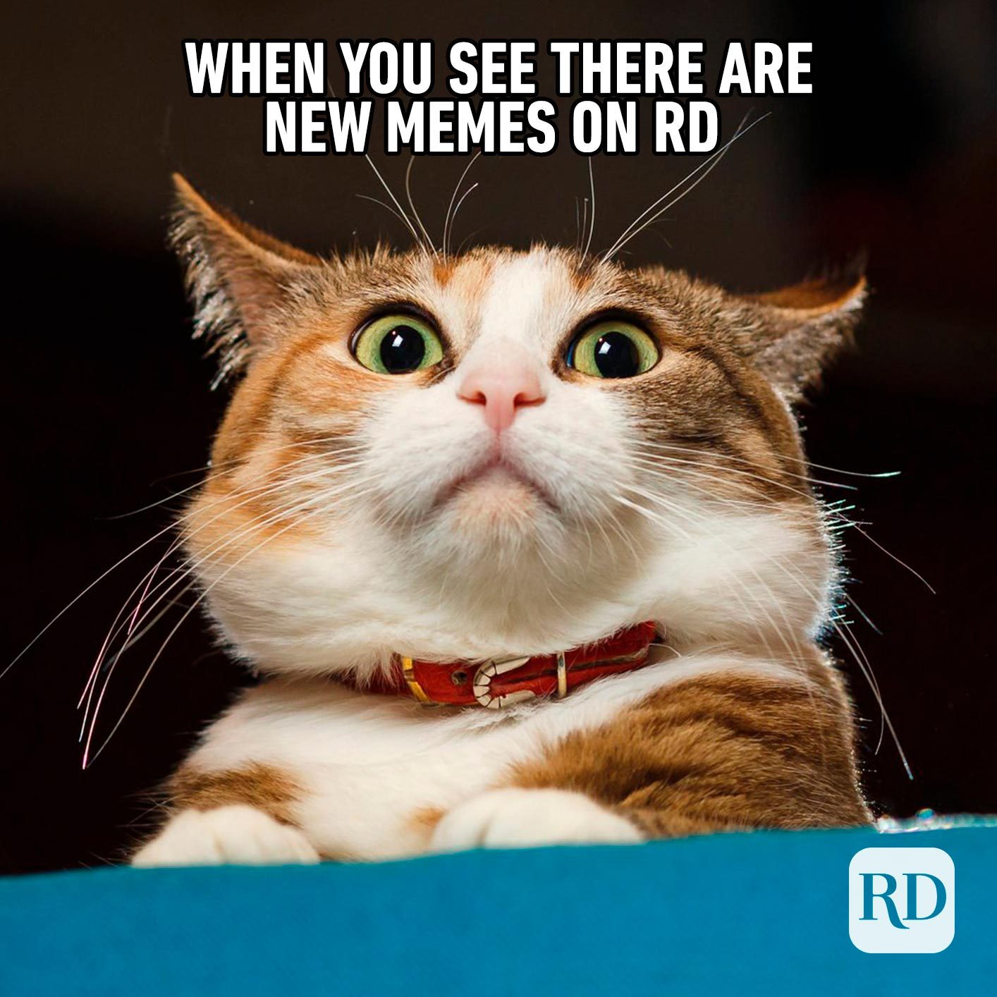 Funny animal memes