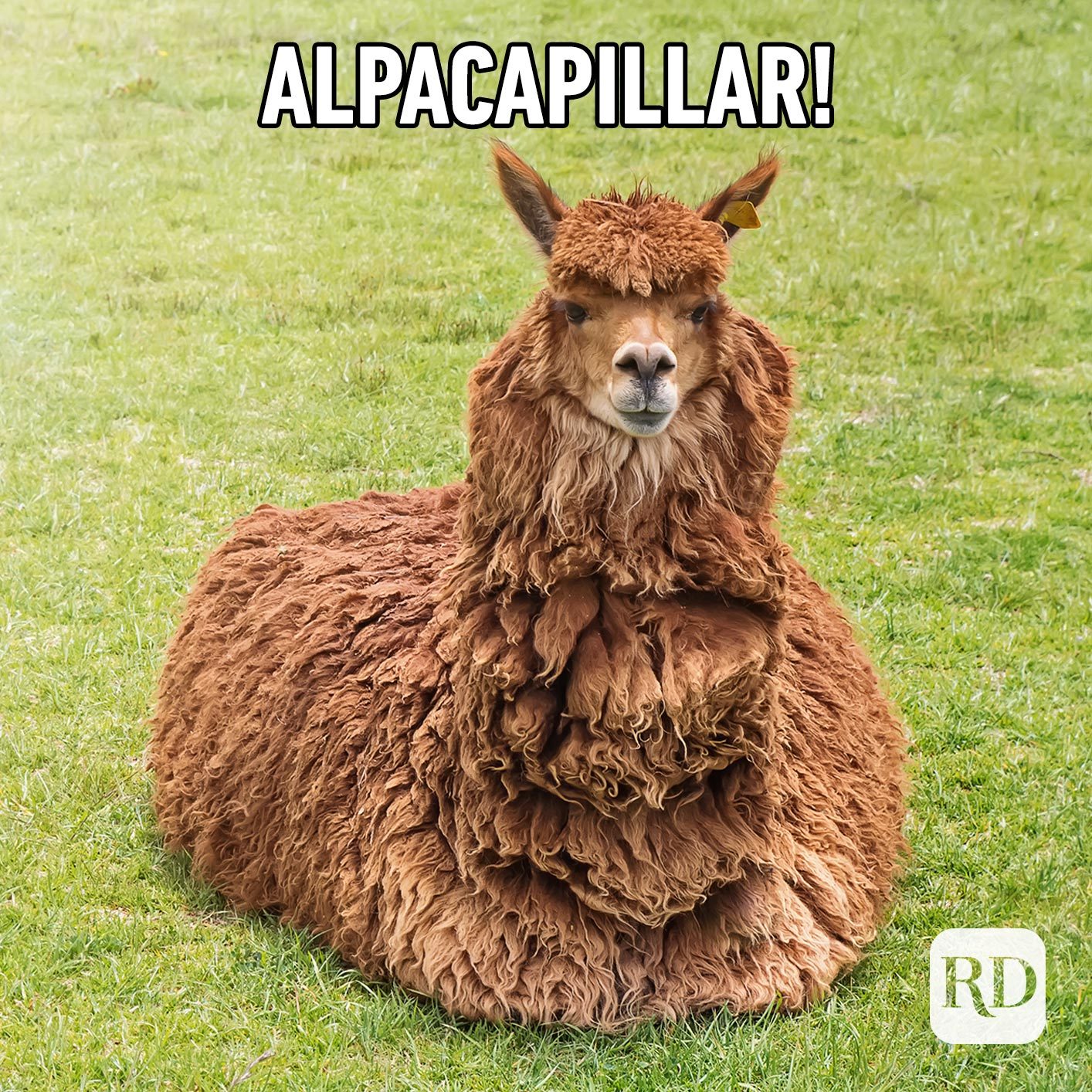 Alpaca caterpillar