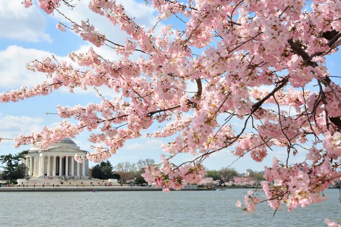 DC Cherry Blossoms