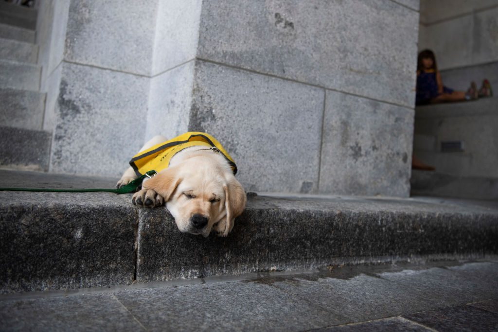 Puppy