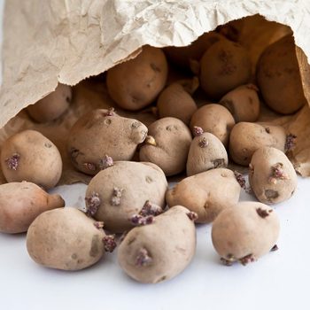 Sprouting potatoes spill from a crumpled brown paper bag, resting on a white surface.