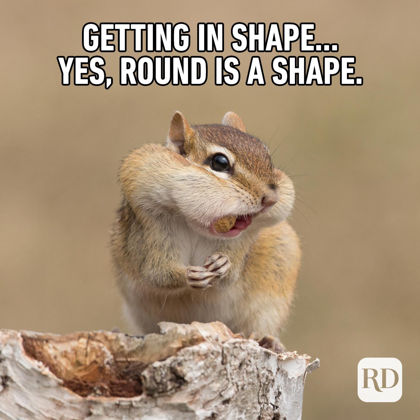 Chipmunk eating nuts. Meme text: Getting in shape… yes, round is a shape