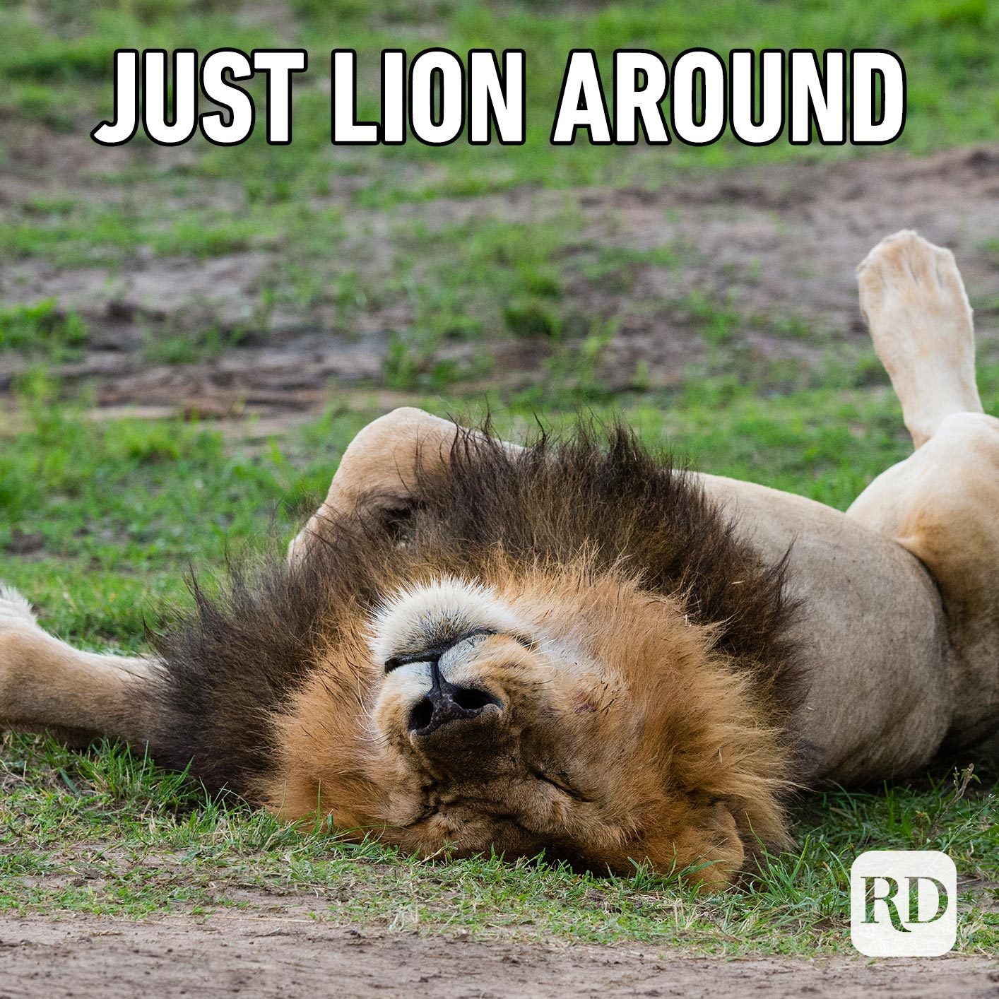 Lion sleeping. Meme text: Just lion around