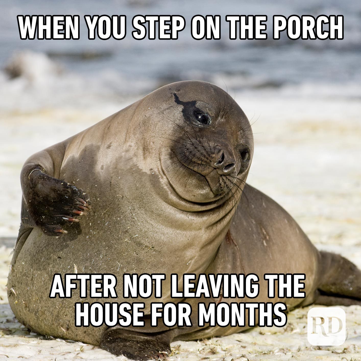 Seal basking in sun. Meme text: When you step on the porch after not leaving the house for months