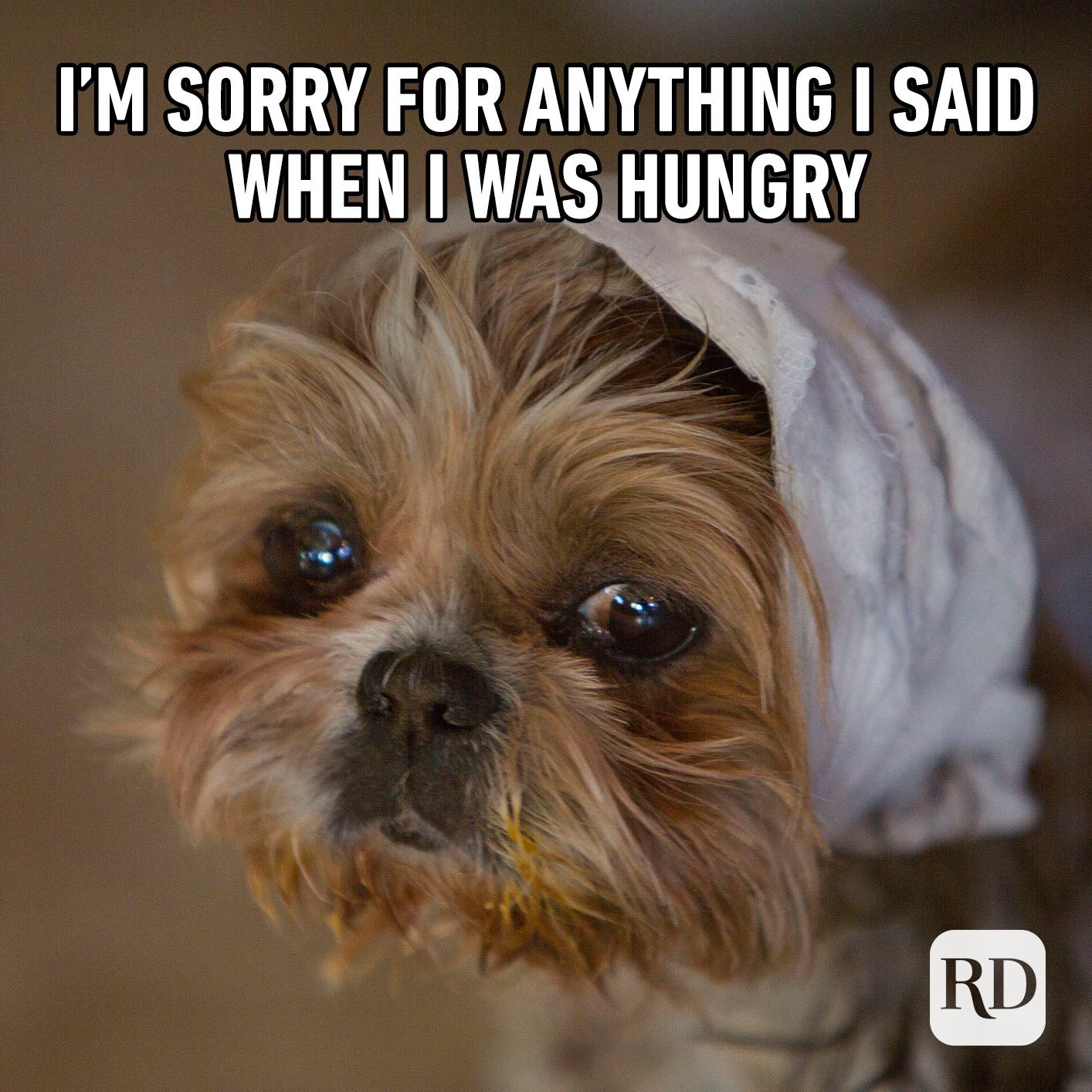 Sad dog. Meme text: I’m sorry for anything I said when I was hungry.