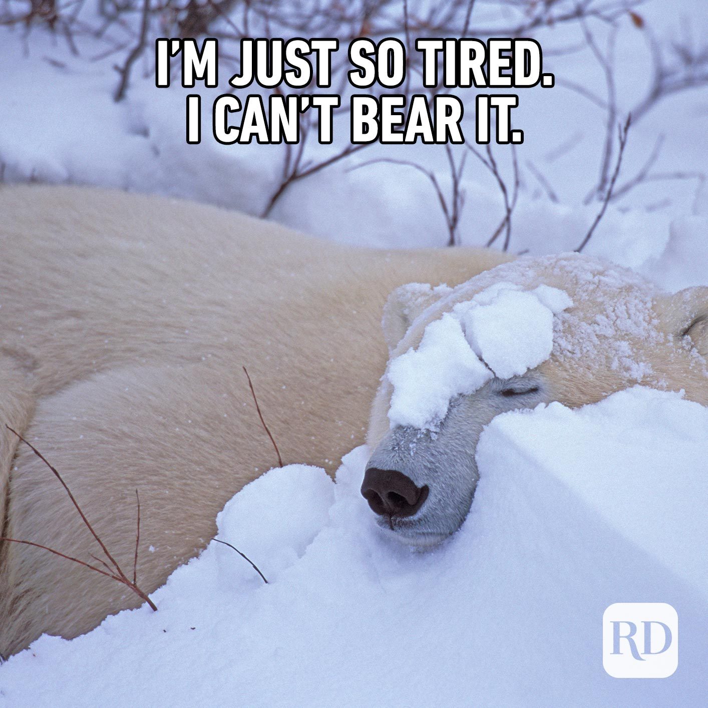 Polar bear in snow. Meme text: I’m just so tired. I can’t bear it.