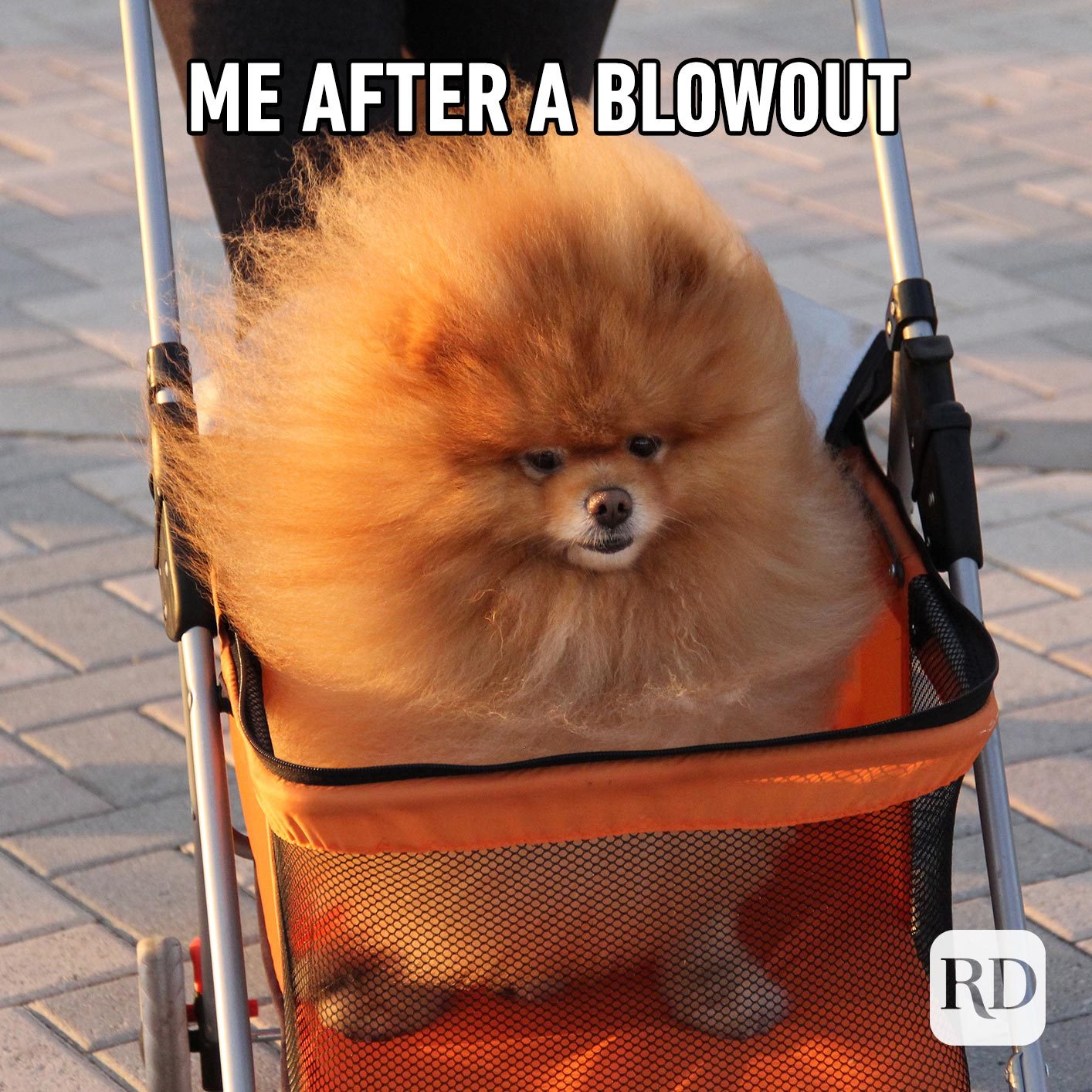 Dog with fluffy hair in stroller. Meme text: Me after a blowout