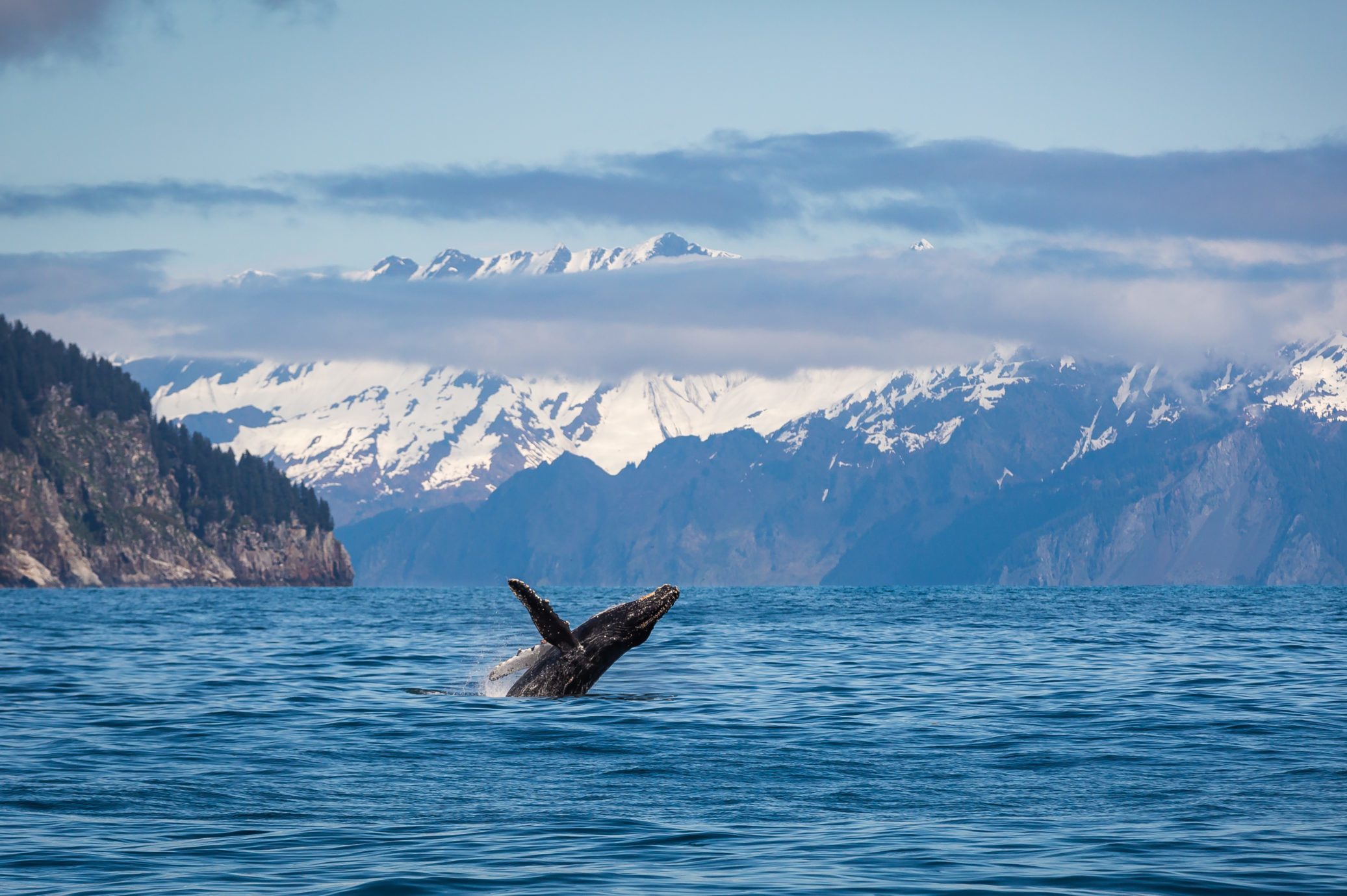 Breaching Humpback Whale