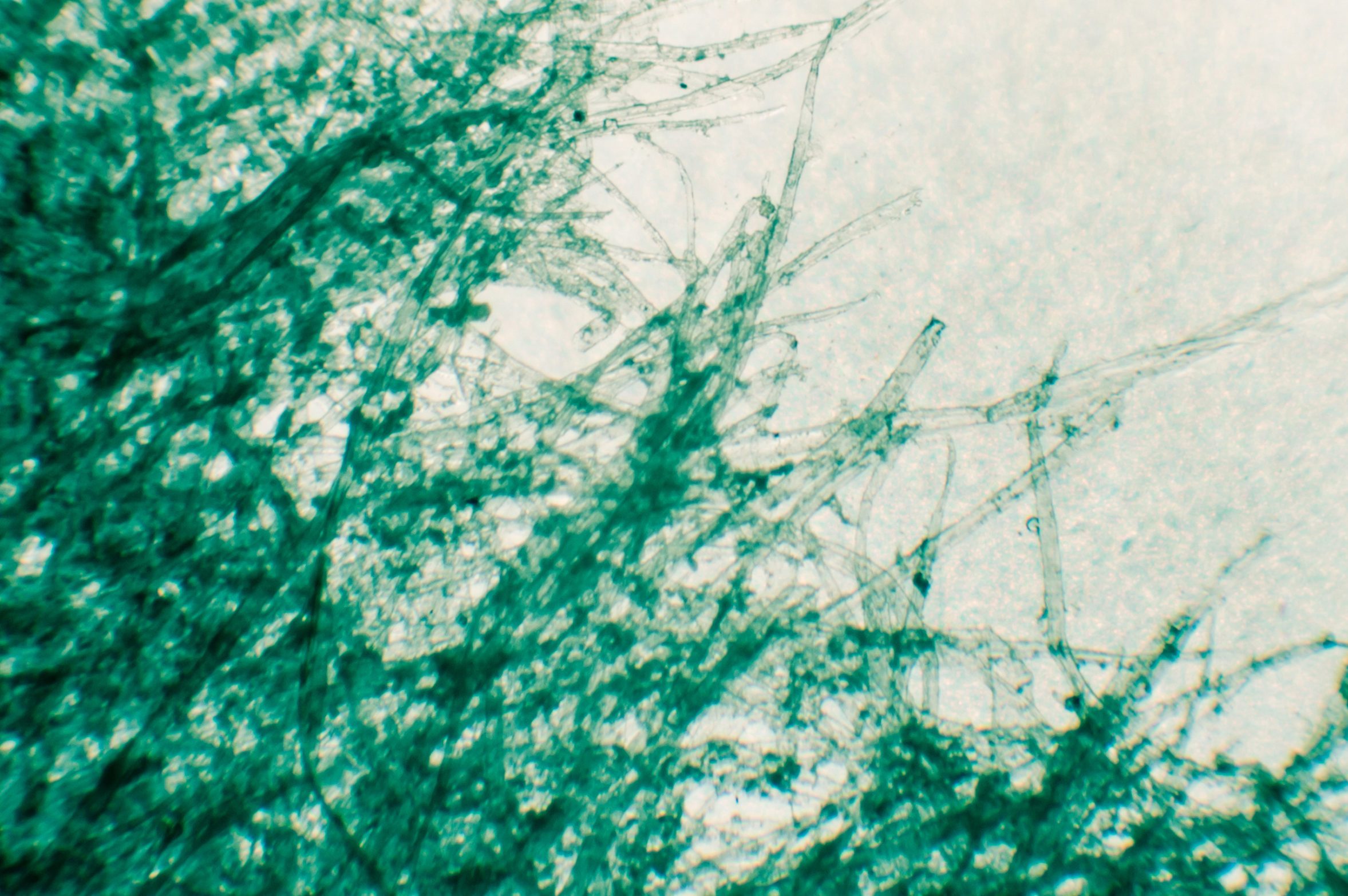Torn paper, microscope view