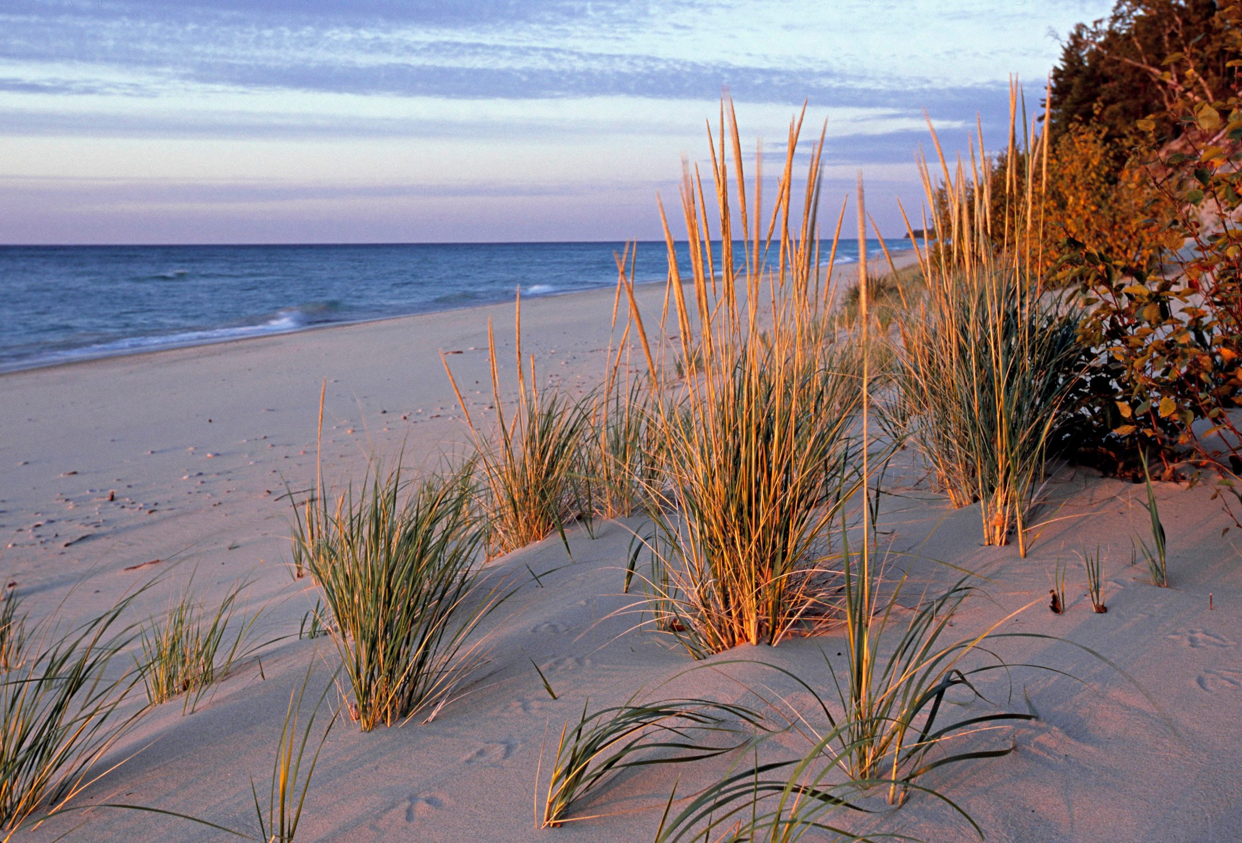 PICTURED ROCKS NATIONAL LAKESHORE. BEACH or MARRAM GRASS . Pioneer dune-building plant, foredunes. Lake Superior, Michigan. Upper Peninsula.