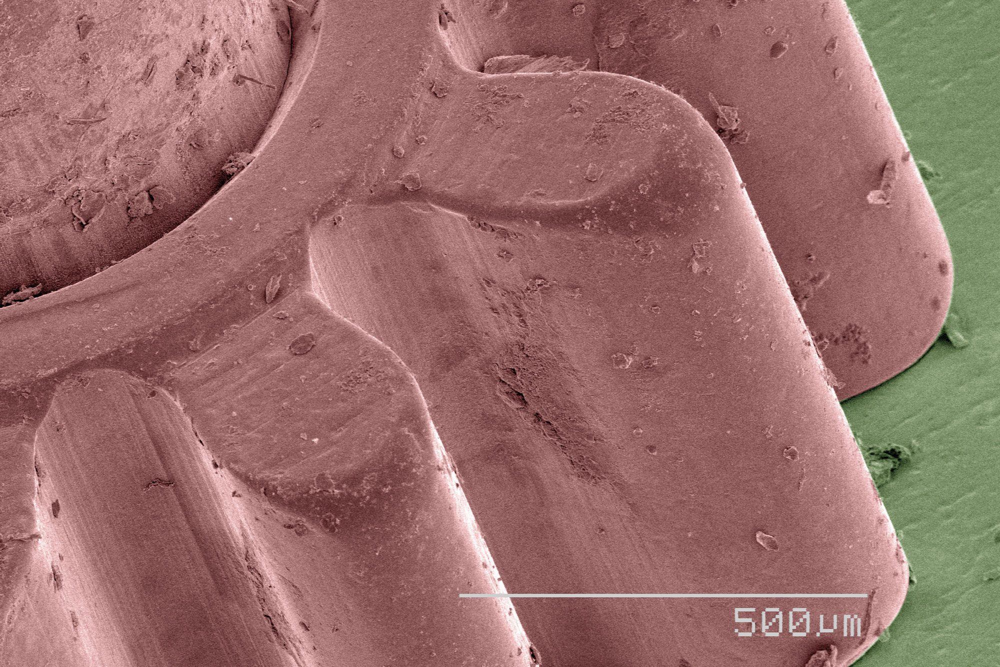 Coloured SEM of watch part