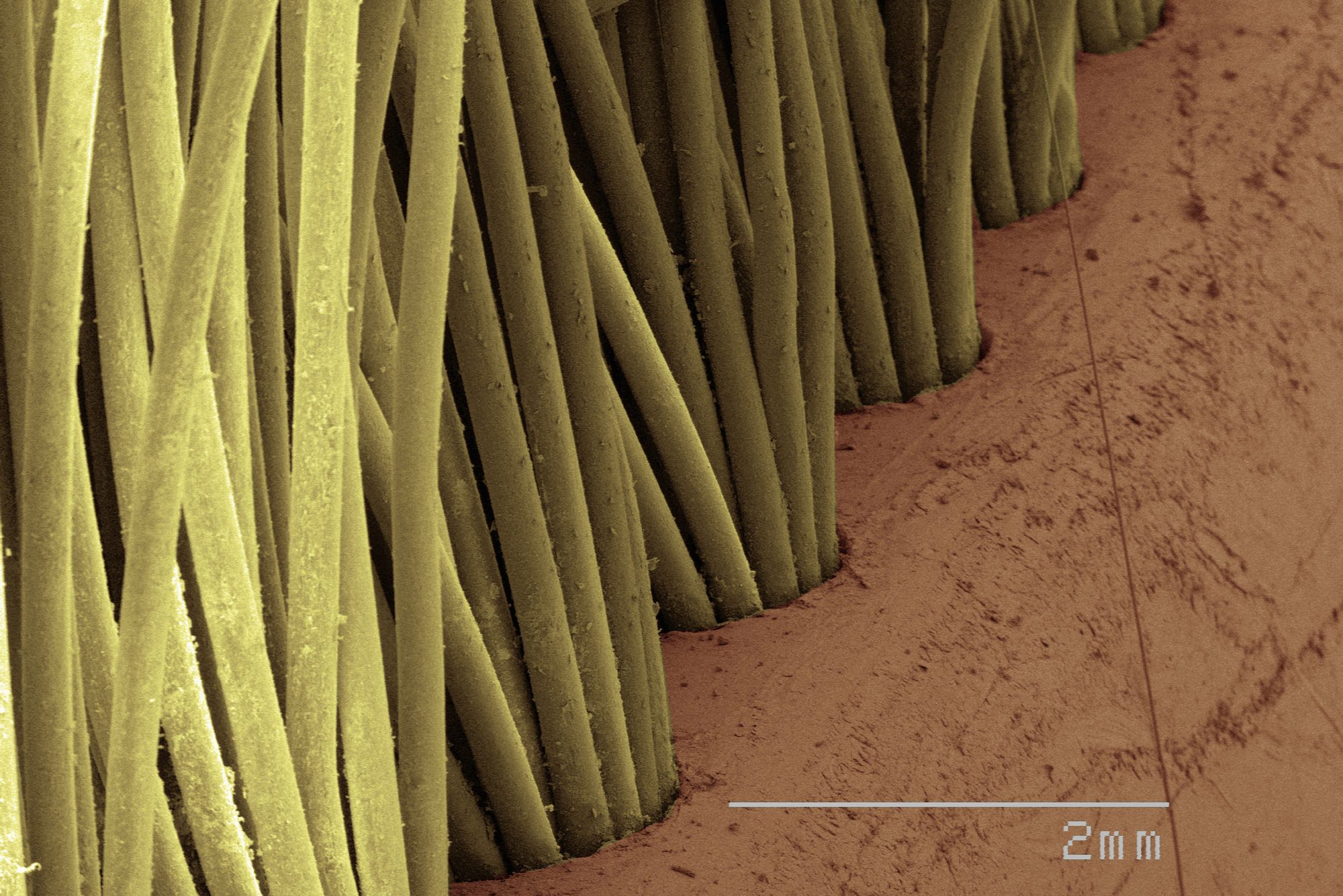 Coloured SEM of toothbrush bristles