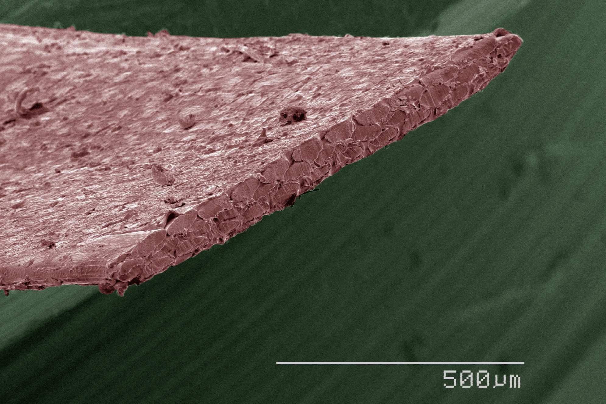 Coloured SEM of dental floss