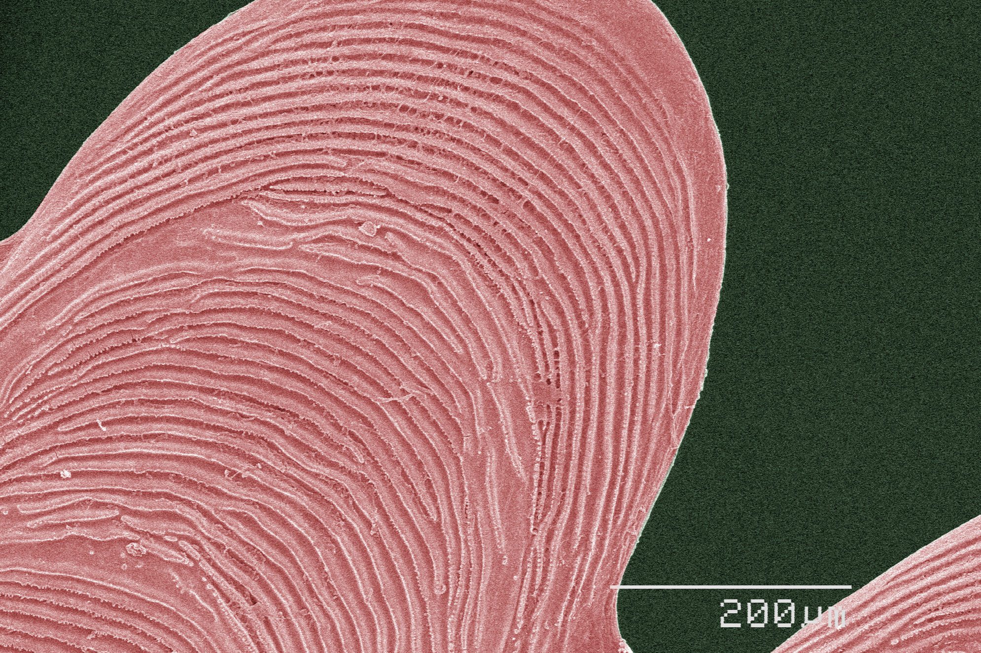 Coloured SEM of fish scale