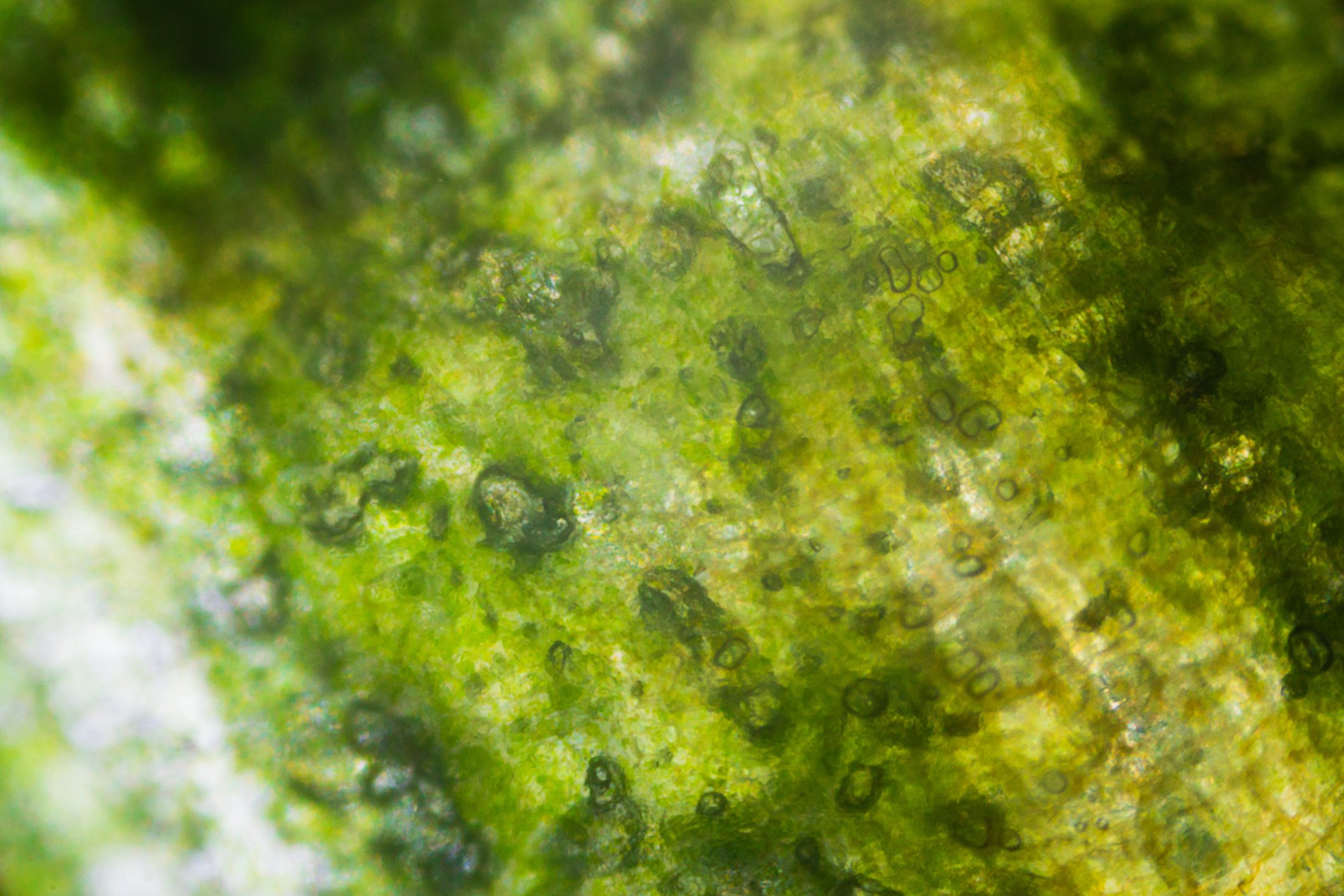 Pickled cucumber under the microscope