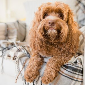 A fluffy brown dog rests on a plaid blanket atop a white couch in a cozy, well-lit living room.