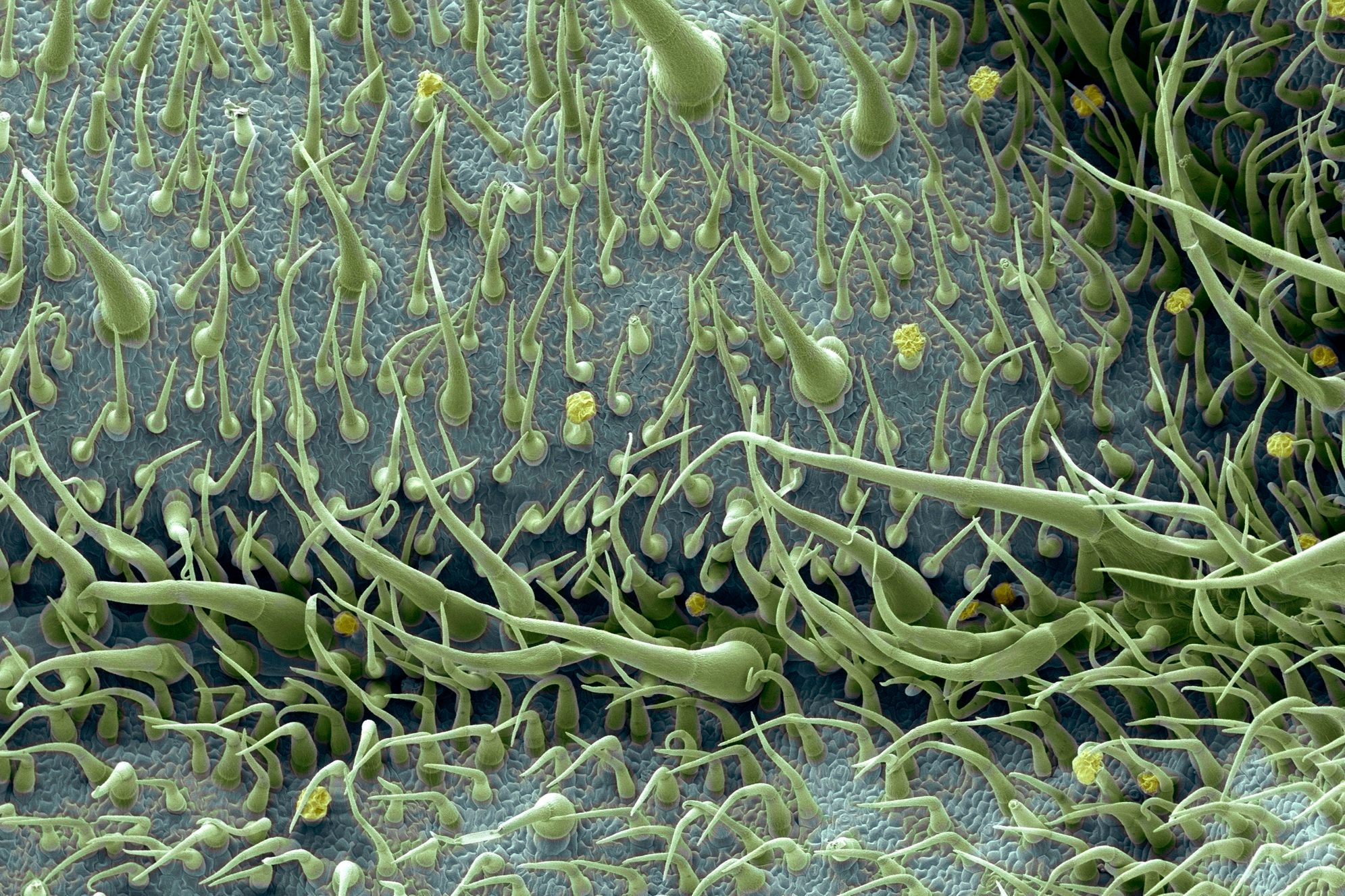 21 Mind-Blowing Microscopic Images of Everyday Objects