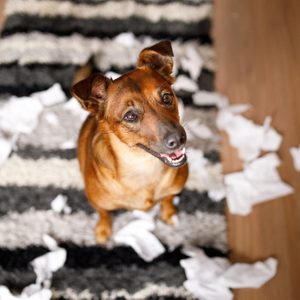 Dog sits on striped rug, surrounded by torn white paper, looking up with an innocent expression in a wooden-floored room.