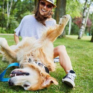 Golden retriever rolls playfully on grass, held by a leash, with a person smiling behind it in a lush park setting.