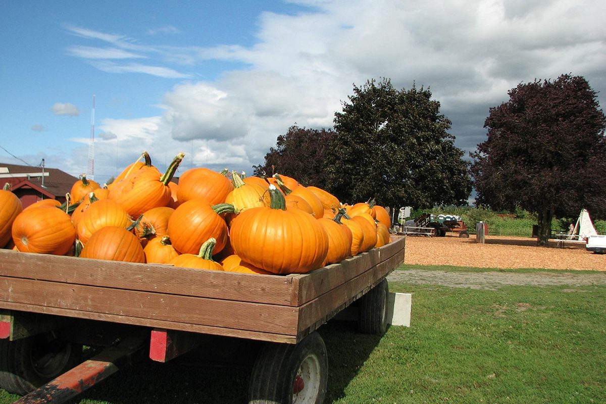 Craven Farm In Snohomish Washington