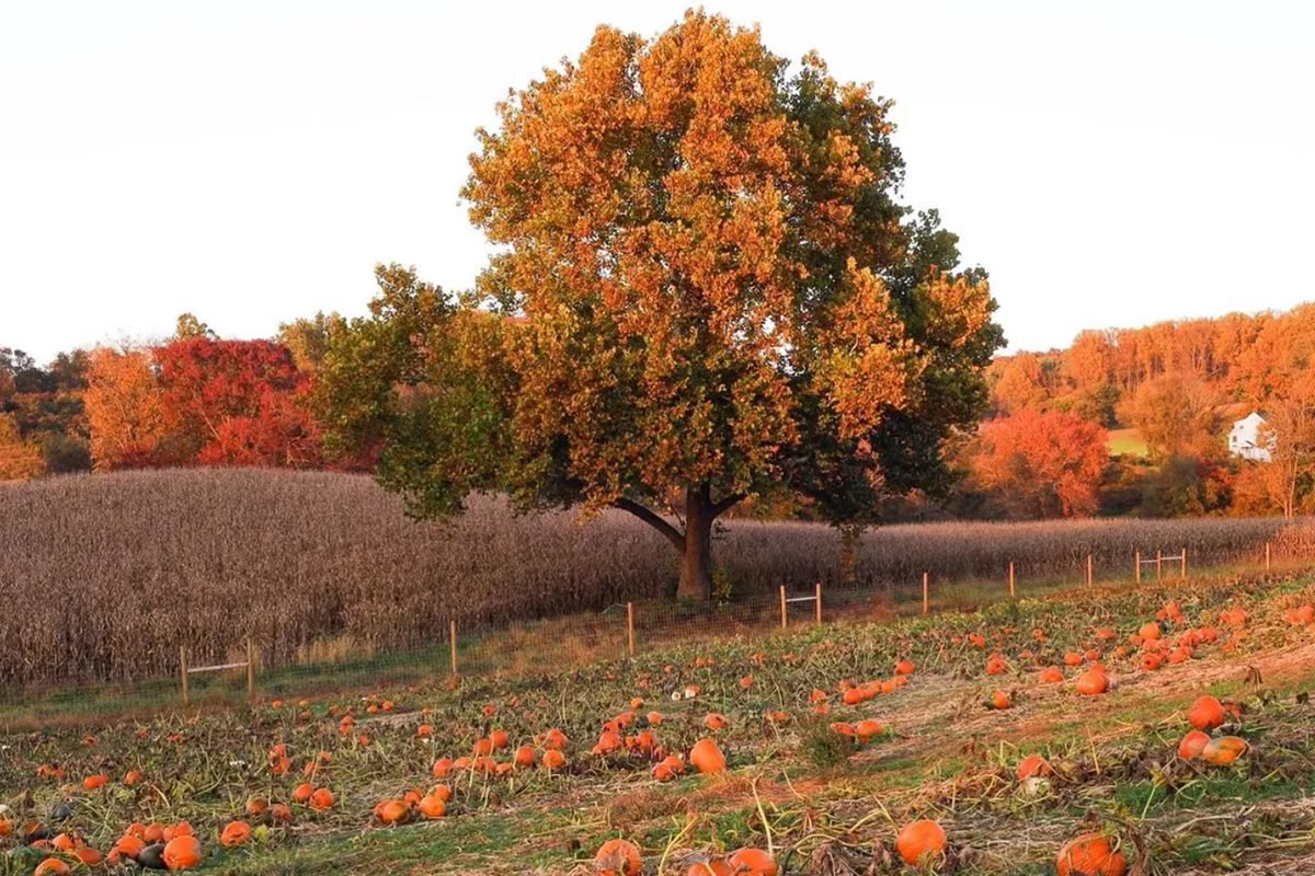 Ramseys Farm In Wilmington Delaware