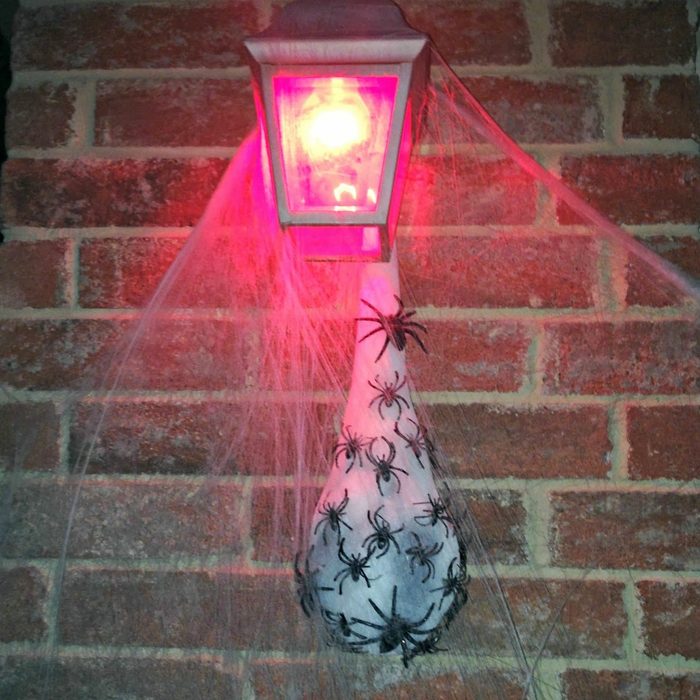 Spider egg sac