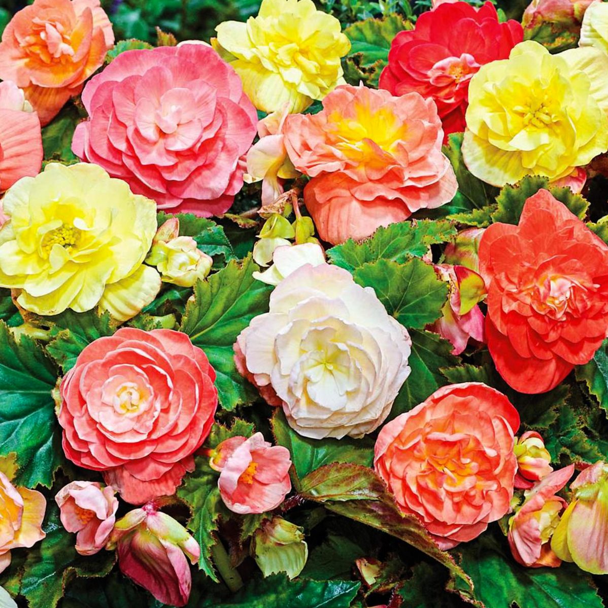 Begonia