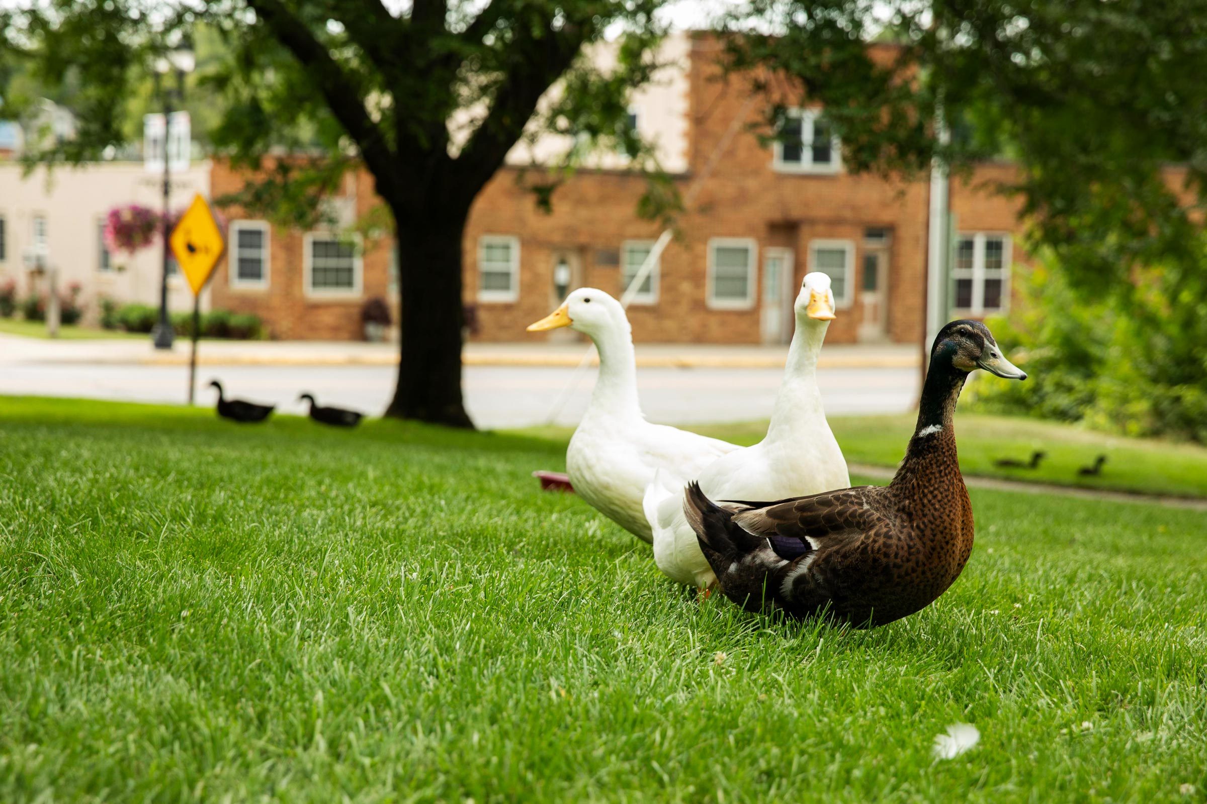 ducks in Buchanan, Michigan