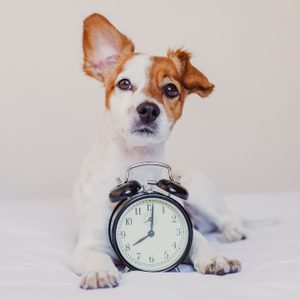 A dog lies on a bed with its front paws around an alarm clock, showing a curious expression in a simple indoor setting.