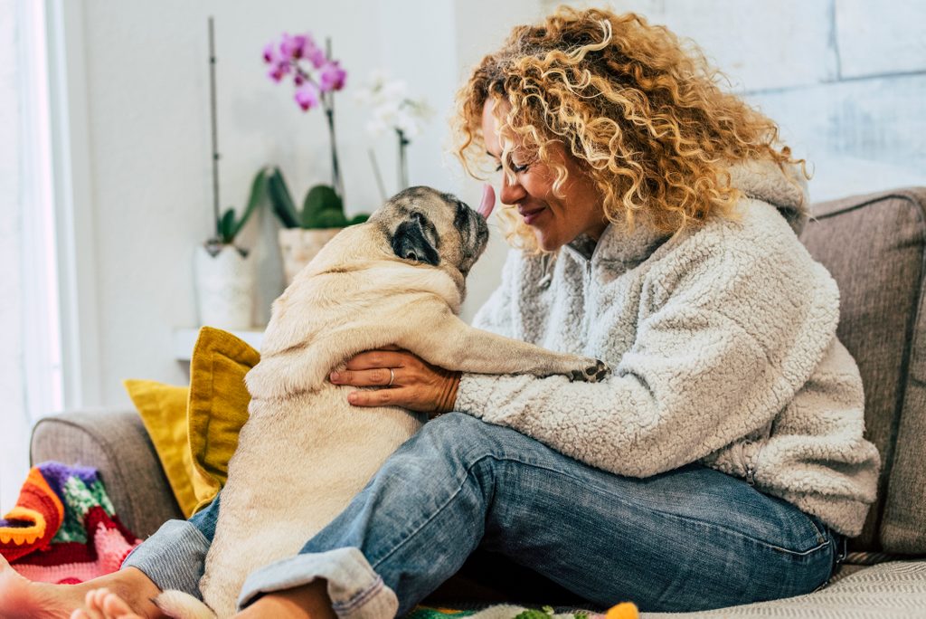 Playful happy activity at home with human woman people and funny pug dog kissing them on the sofa - cheerful young female play with domestic best friend at home