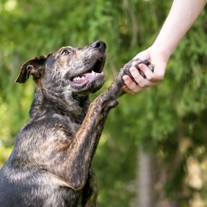 A brindle dog raises its paw, shaking hands with a person, against a blurry green outdoor background.