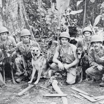 Soldiers crouch with dogs in a jungle setting, wearing helmets and uniforms, holding rifles, surrounded by dense foliage and tree trunks.