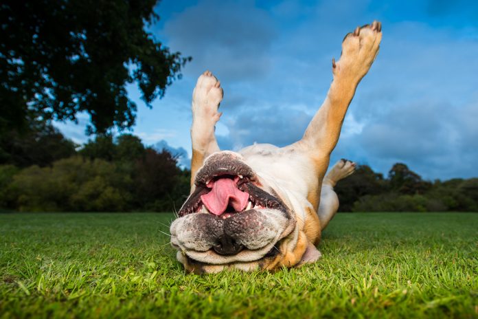Dog running in a field