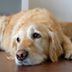 Do Dogs Cry? Experts Explain Dog Tears