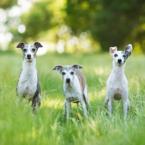 Three greyhounds stand on grass, staring forward, with blurred trees in the sunny background.