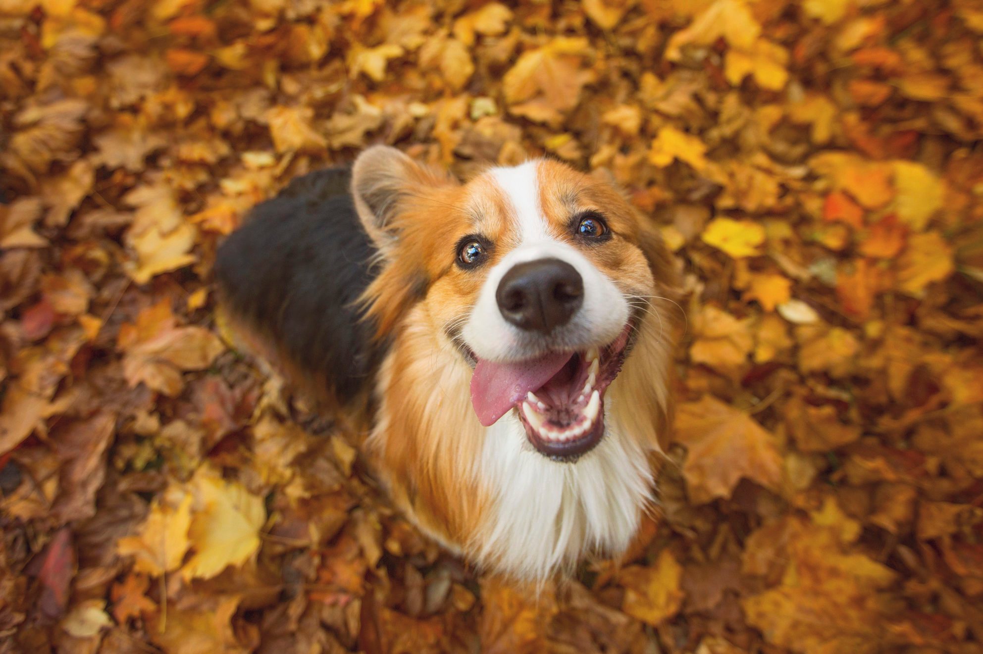 Corgi in the fall