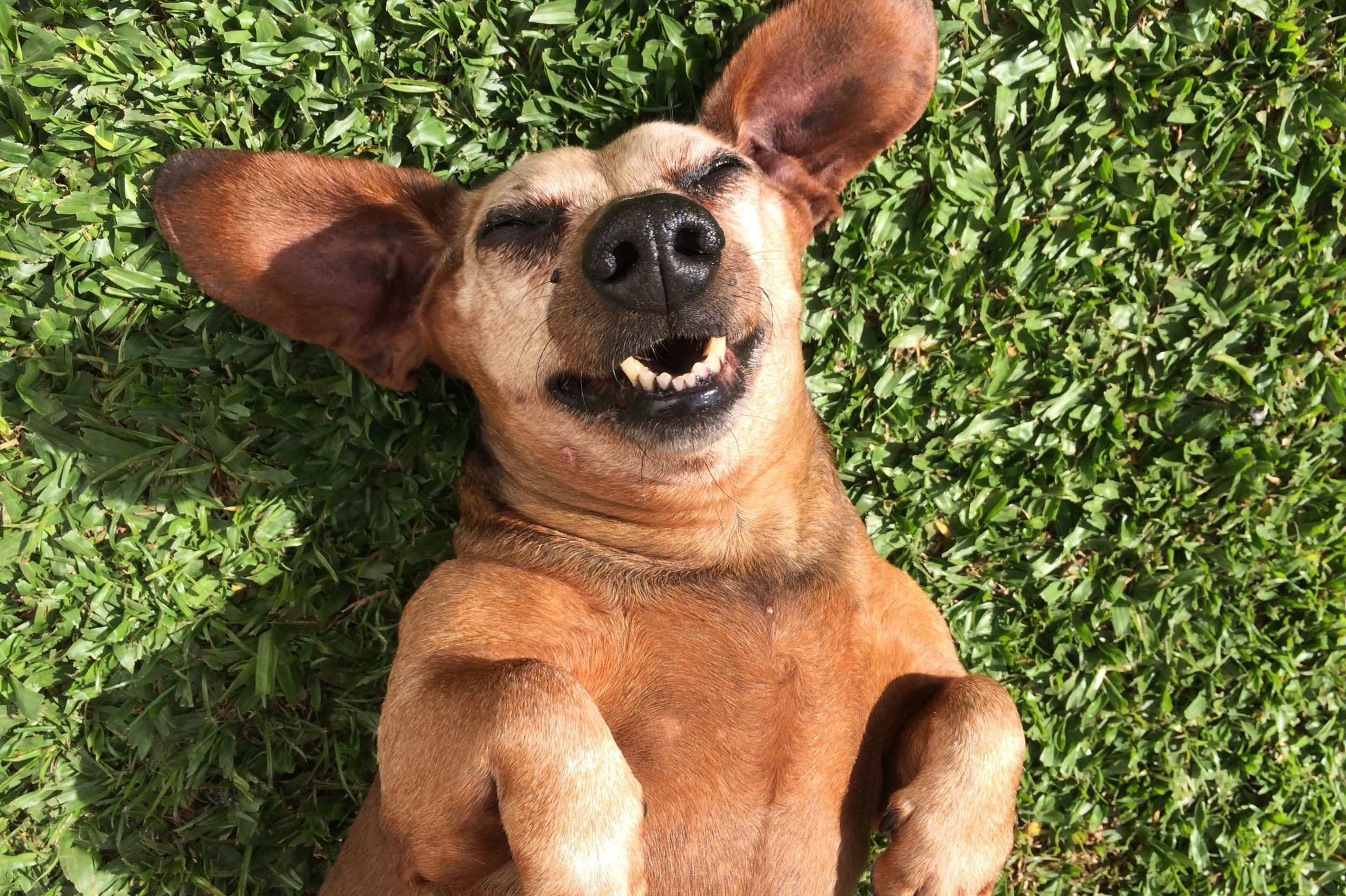 Close-Up Of Funny Dog