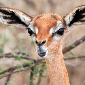 Gazelle standing alert in dry, grassy landscape, its large ears perked forward, surrounded by blurred branches and sparse foliage.