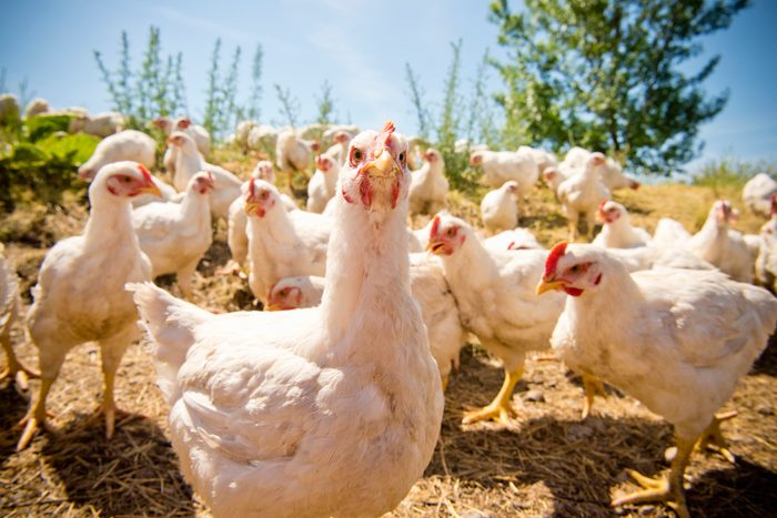 Portrait of free-range chickens at ground level