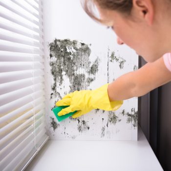 Person scrubs moldy wall with sponge; wearing yellow gloves near window blinds.